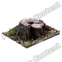 Stump Tree RAW 3D Scan #5